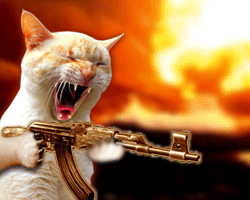 cats danger